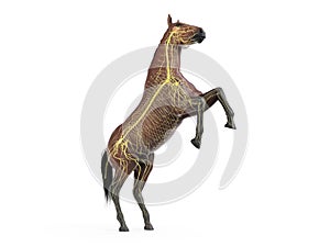 The equine anatomy - the nervous system