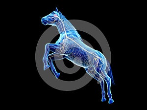 The equine anatomy - the nervous system