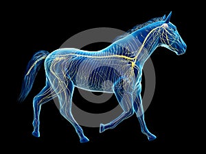 the equine anatomy - the nervous system