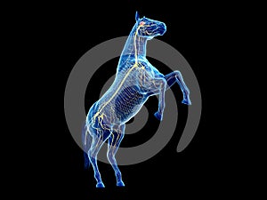 the equine anatomy - the nervous system photo