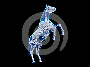 the equine anatomy - the skeleton