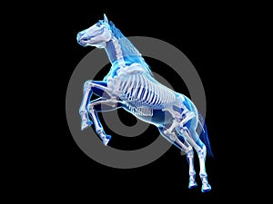 The equine anatomy - the skeleton