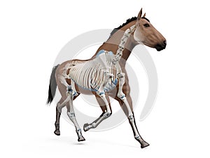 The equine anatomy - the skeleton