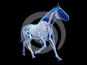 The equine anatomy - the skeleton