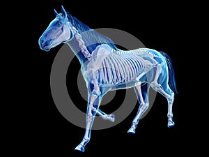 The equine anatomy - the skeleton