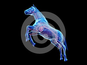 the equine anatomy - the vascular system