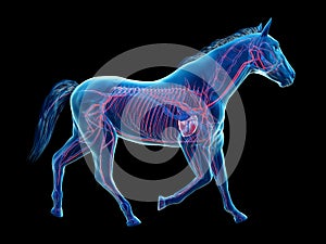 The equine anatomy - the vascular system