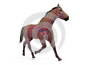 The equine anatomy - the vascular system