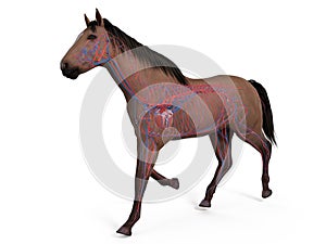 The equine anatomy - the vascular system