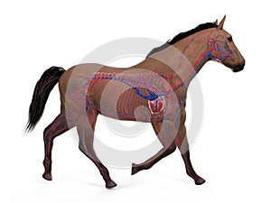 The equine anatomy - the vascular system photo