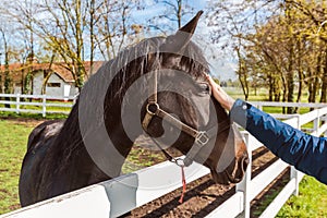 Equine assisted therapy, female hand gently petting the horse in the paddock and forming a bond with the animal