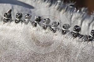 Equine braids in Seville, Andalusia