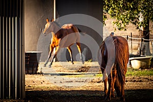 Equine Companions in Sunlight