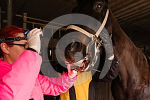 Equine dental examination with speculum