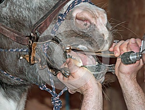 Equine dentist