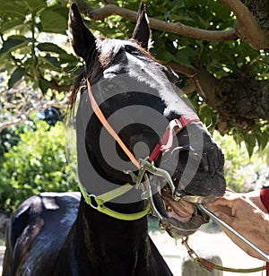 Equine dentist at work