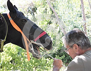 Equine dentist at work
