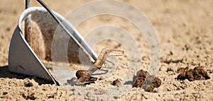 Equine dung being collected from with