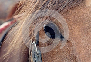 Equine Eye