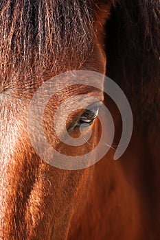 Equine eye