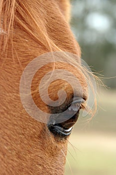 Equine eye