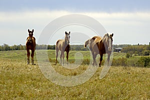 Equine Family on Hill