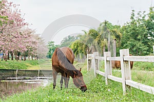 Equine on farm with green grass, landscape view