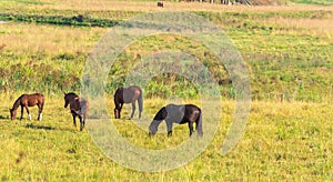 Equine farm and production field in southern Brazil