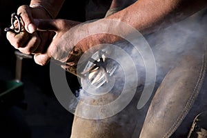 Equine farrier