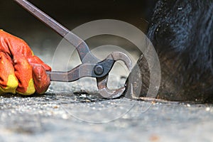 Equine farrier at work.