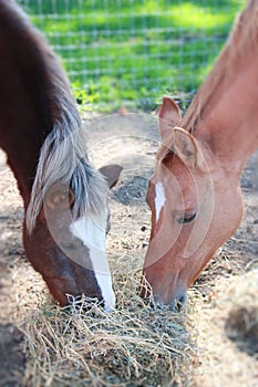 Equine Friends