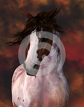 Equine Horse Portrait