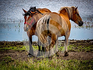 Equine horses on the meadow