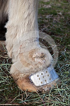 Equine lymphedema photo