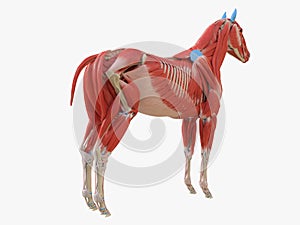 the equine muscle anatomy