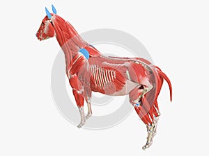 The equine muscle anatomy