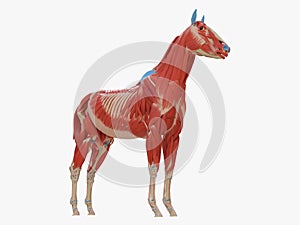 the equine muscle anatomy