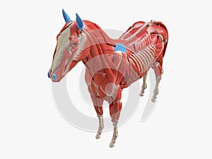 the equine muscle anatomy