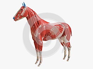 The equine muscle anatomy