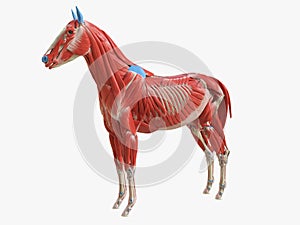 The equine muscle anatomy