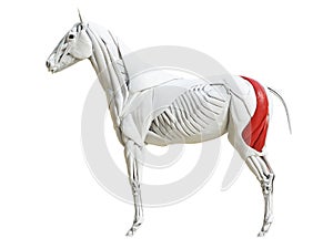 The equine muscle anatomy - biceps femoris