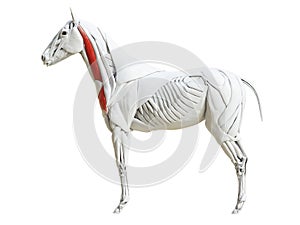 The equine muscle anatomy - brachiocephalicus
