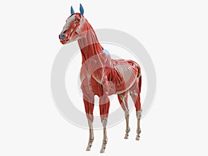 the equine muscle anatomy