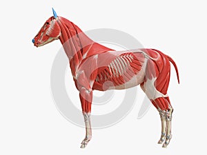 the equine muscle anatomy