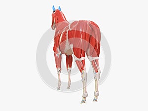 the equine muscle anatomy photo