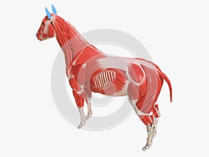 the equine muscle anatomy