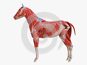 The equine muscle anatomy photo