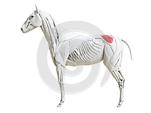 the equine muscle anatomy - gluteus medius