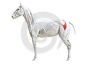 The equine muscle anatomy - gluteus superficialis