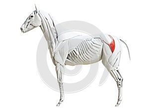 The equine muscle anatomy - gluteus superficialis photo